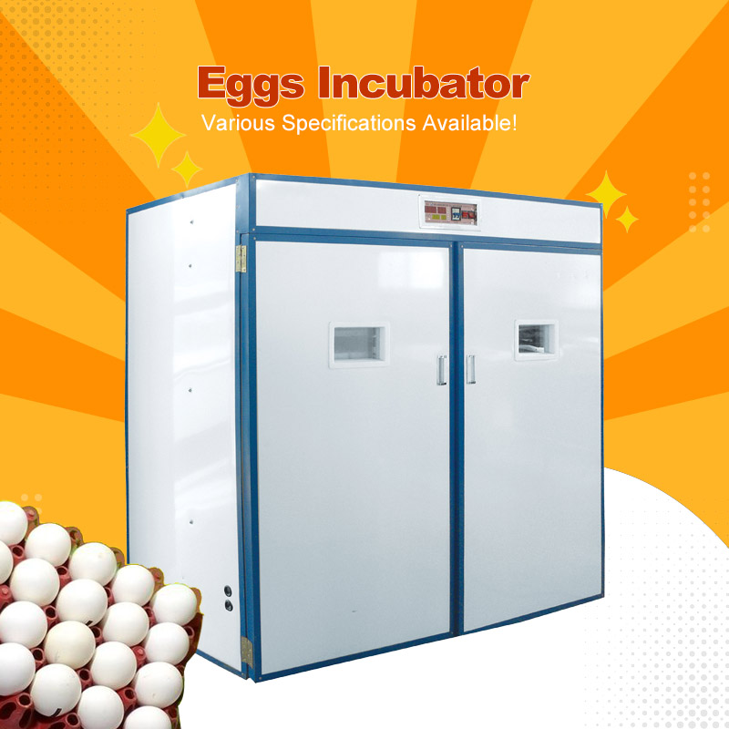Eggs Incubator